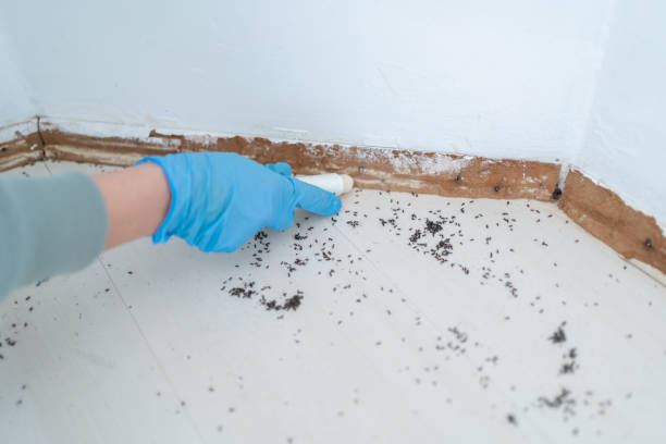 Best Mosquito Control Services  in Franconia, VA
